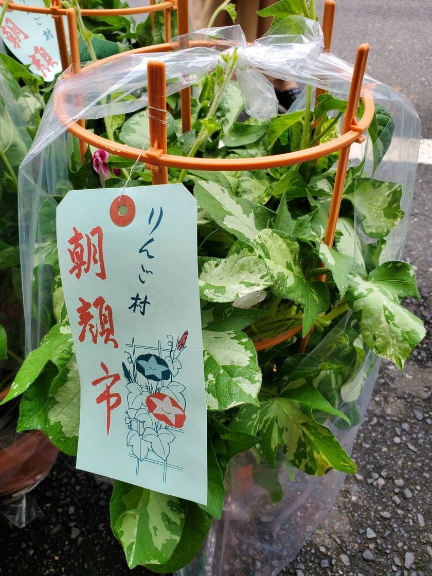 朝顔市